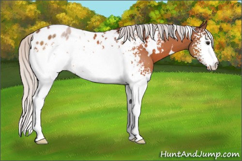 Horse Color:White Spotted Silver Brown Appaloosa 