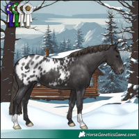 Horse Color:Smoky Black Appaloosa 