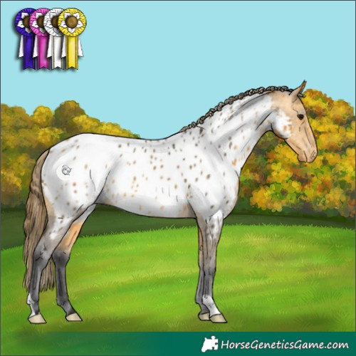 Horse Color:Buckskin Appaloosa 