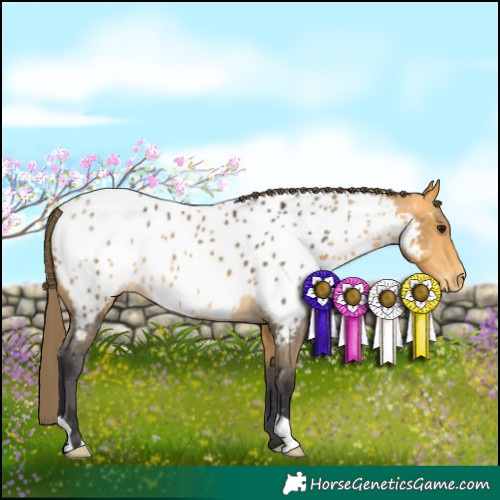 Horse Color:Buckskin Appaloosa 