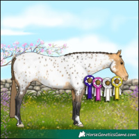 Horse Color:Buckskin Appaloosa 