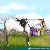 Horse Color:Buckskin Appaloosa