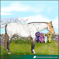 Horse Color:Buckskin Near Leopard 