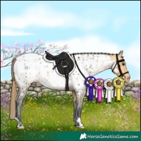 Horse Color:Buckskin Appaloosa 