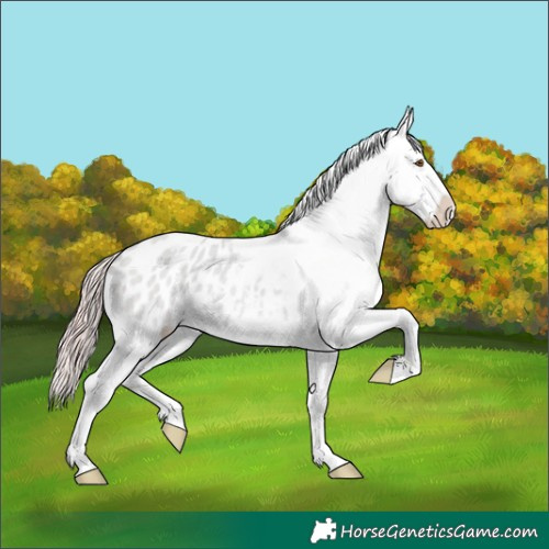Horse Color:Platinum Classic Champagne Dun Appaloosa 