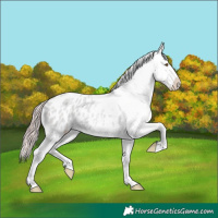 Horse Color:Platinum Classic Champagne Dun Appaloosa 