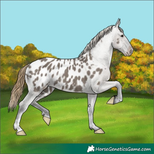 Horse Color:Smoky Grullo Appaloosa Brindle 