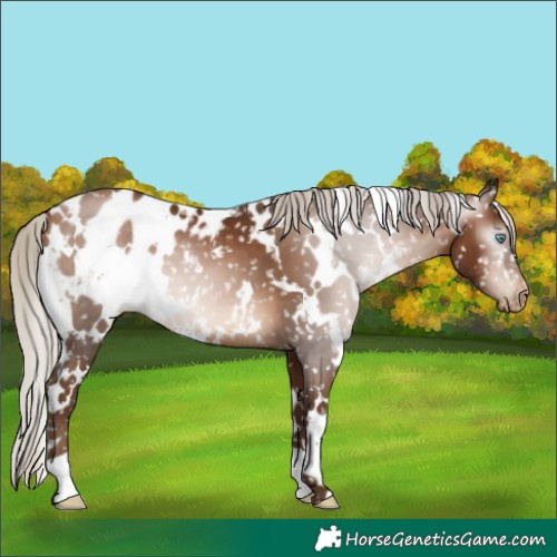 Horse Color:Gray White Spotted Silver Brown Pearl Appaloosa 