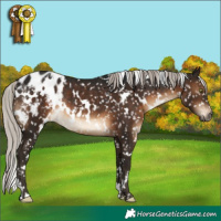 Horse Color:Gray White Spotted Silver Brown Appaloosa Rabicano 