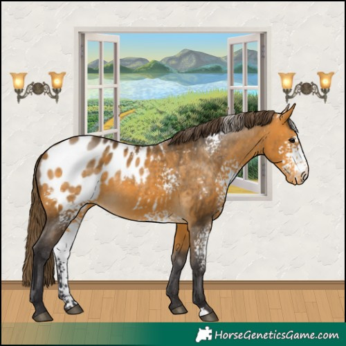 Horse Color:White Spotted Buckskin Appaloosa
