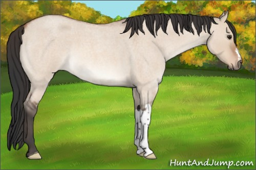 Horse Color:Bay Roan Dun Mushroom 