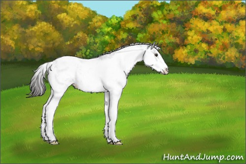 Horse Color:Liver Chestnut Sabino 
