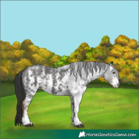 Horse Color:Liver Chestnut Sabino 