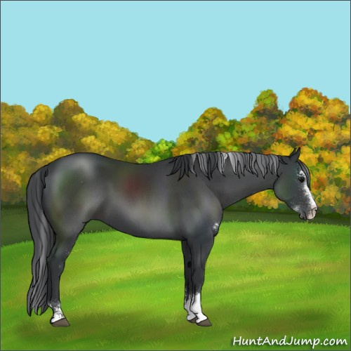 Horse Color:Black Sabino 