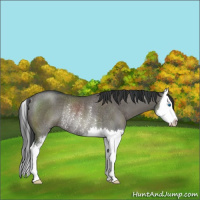 Horse Color:Grullo Sabino Splash Rabicano 