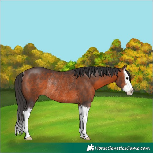 Horse Color:Brown Sabino Splash Rabicano 