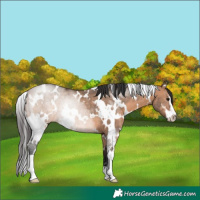 Horse Color:White Spotted Brown Dun Sabino Rabicano 