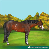 Horse Color:Brown Sabino 