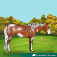 Horse Color:Silver Bay Sabino Rabicano 