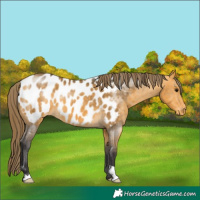 Horse Color:Buckskin Near Leopard 