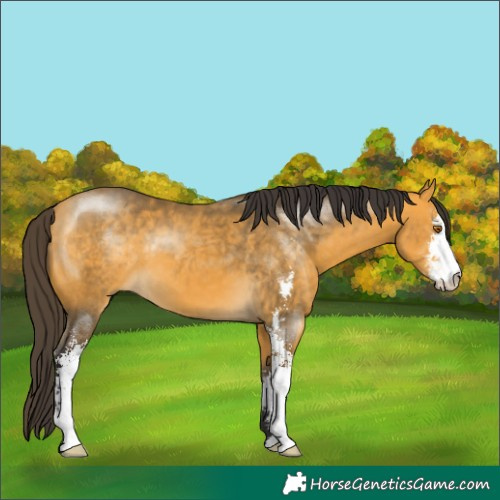 Horse Color:Buckskin Sabino 
