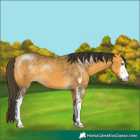 Horse Color:Buckskin Sabino 