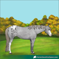 Horse Color:Smoky Black Sabino Appaloosa Rabicano 