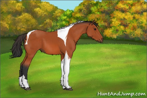 Horse Color:Brown Tobiano 
