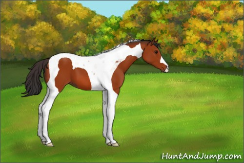Horse Color:Bay Tobiano 