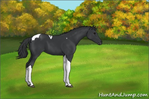 Horse Color:Black Tobiano 