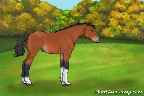 Horse Color:Bay Tobiano 