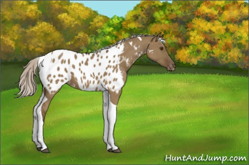 Horse Color:Silver Smoky Grullo Tobiano Appaloosa 