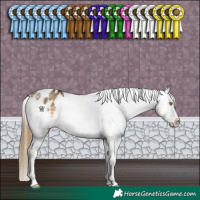 Horse Color:Buckskin Dun Appaloosa