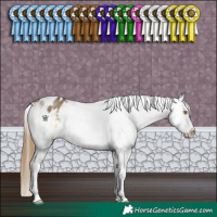 Horse Color:Buckskin Dun Blanket 