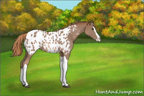 Horse Color:Chestnut Splash Tobiano Appaloosa 