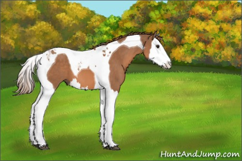 Horse Color:Chestnut Splash Tobiano 