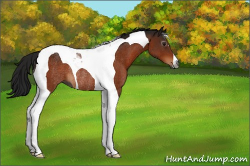 Horse Color:Gray Bay Tobiano Rabicano 