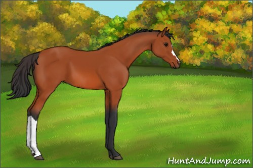 Horse Color:Bay 