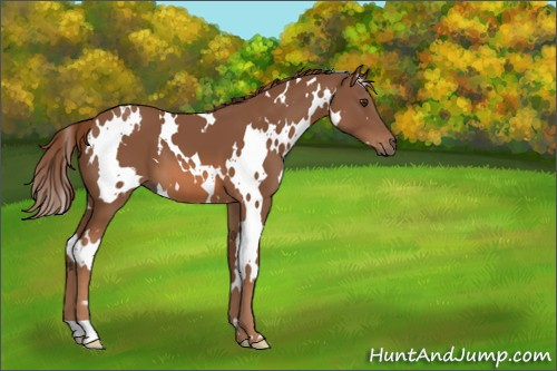 Horse Color:White Spotted Chestnut 