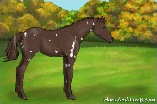 Horse Color:White Spotted Liver Chestnut 