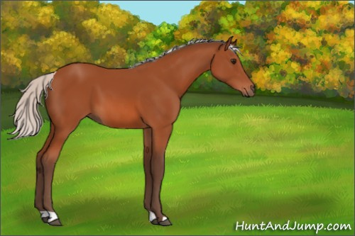 Horse Color:Silver Bay 