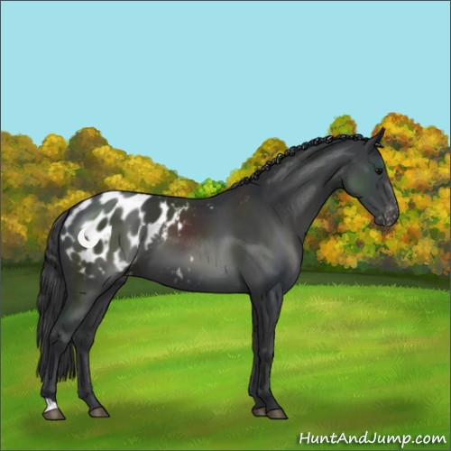 Horse Color:Black Appaloosa 