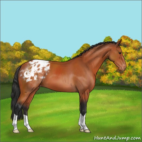 Horse Color:Brown Appaloosa 
