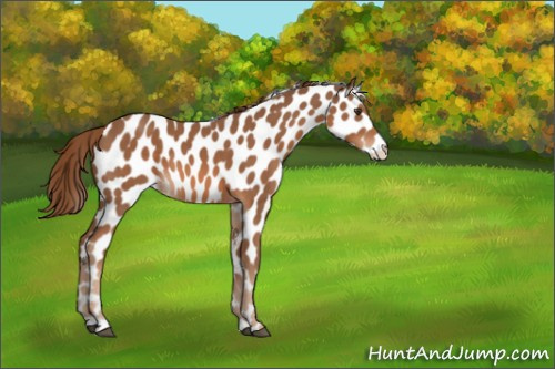 Horse Color:Chestnut Appaloosa 