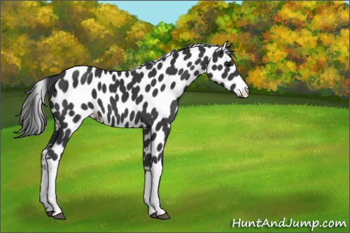 Horse Color:Black Appaloosa 
