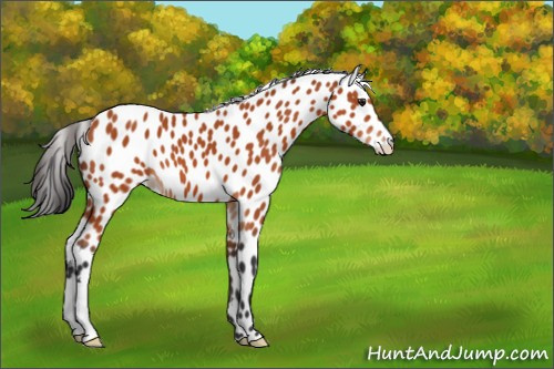 Horse Color:Brown Appaloosa 