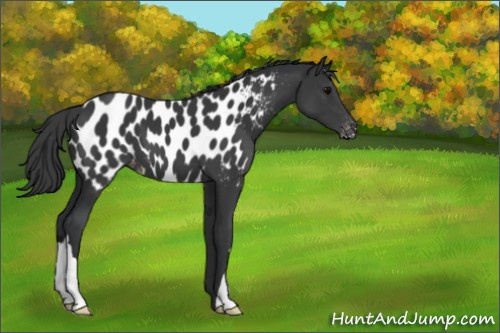 Horse Color:Black Appaloosa 