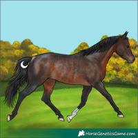Horse Color:Brown Rabicano 