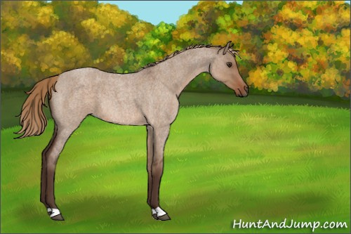 Horse Color:Liver Red Dun Roan 