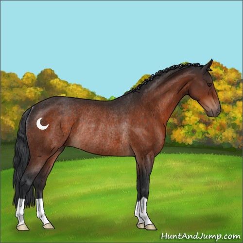 Horse Color:Brown Rabicano 